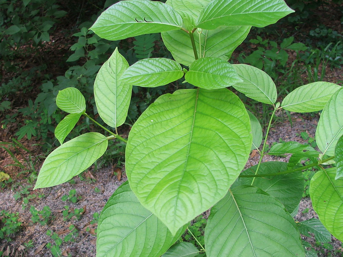 The Purest Fresh Kratom Leaf Tea Thailand Offers