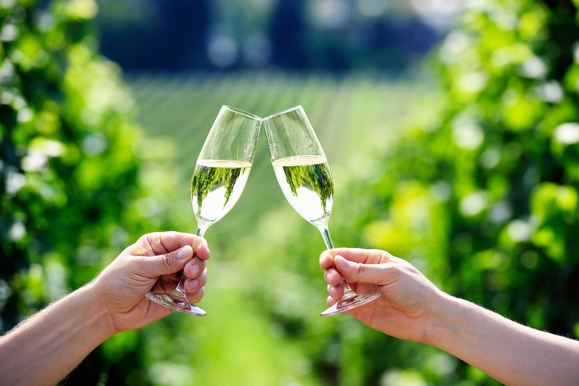 Clarksburg CA Wineries: Explore the Heart of the Delta Wine Region