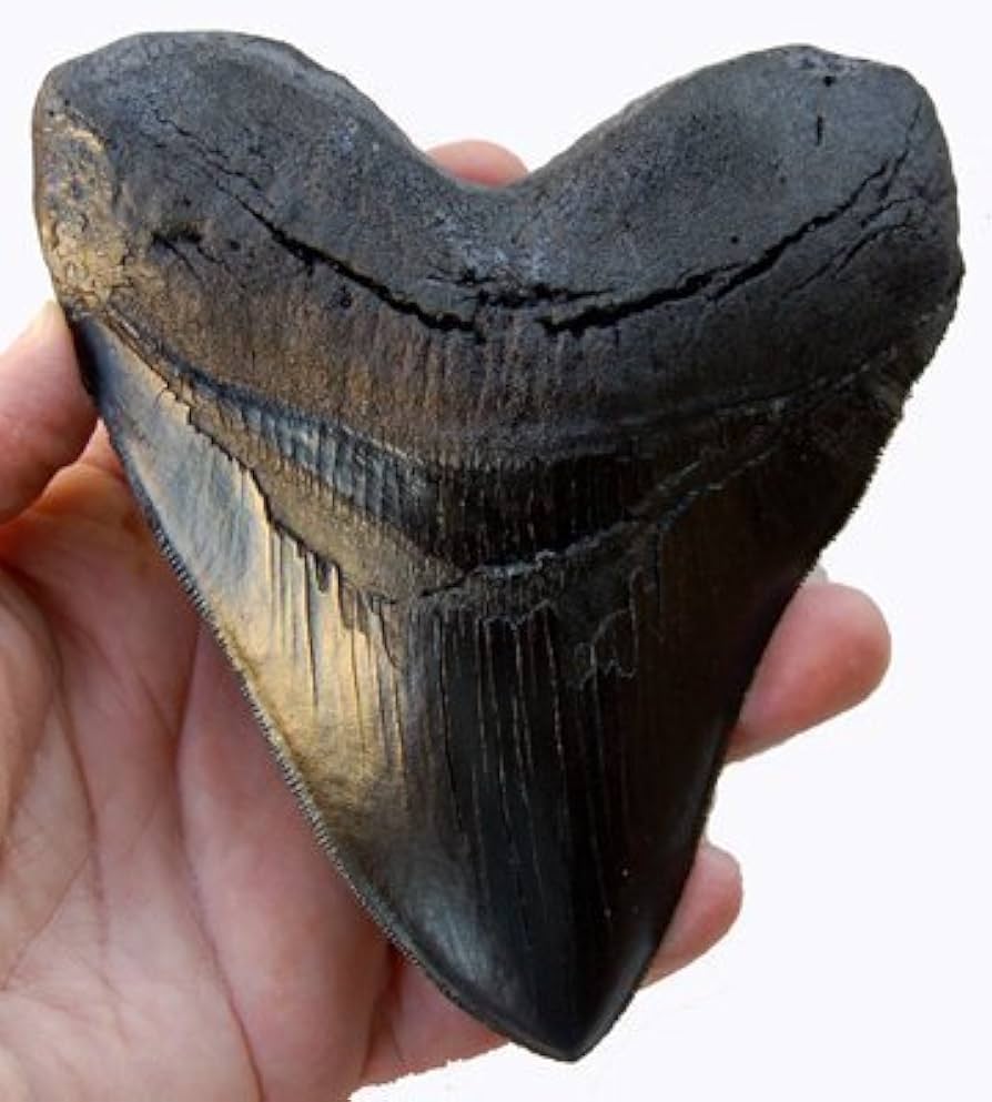 Fossil Driven Fossil Shark Teeth – Sourced from Trusted Suppliers