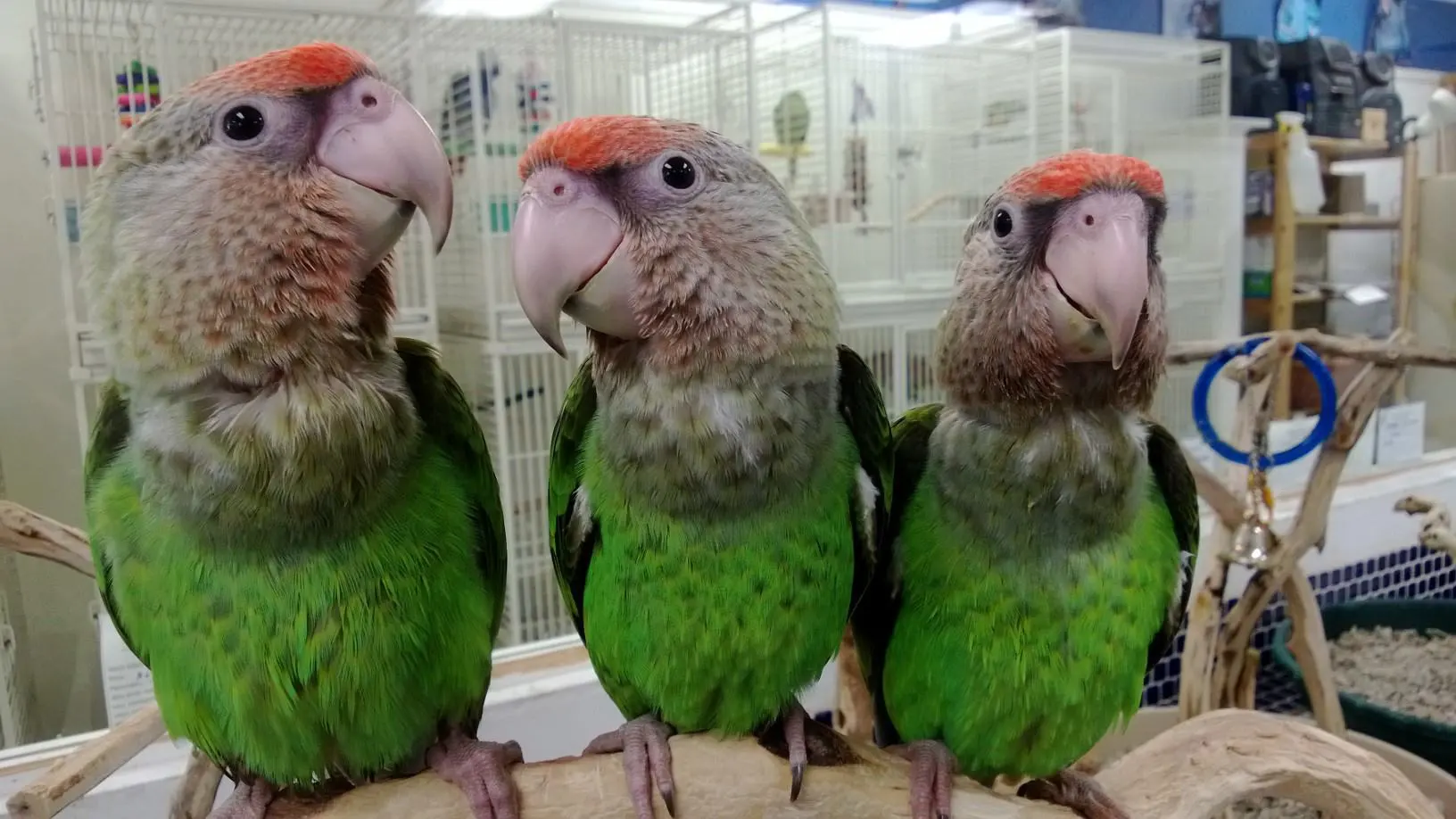 Parrot Breeder – Fertility Guaranteed Amazing Birds Farm