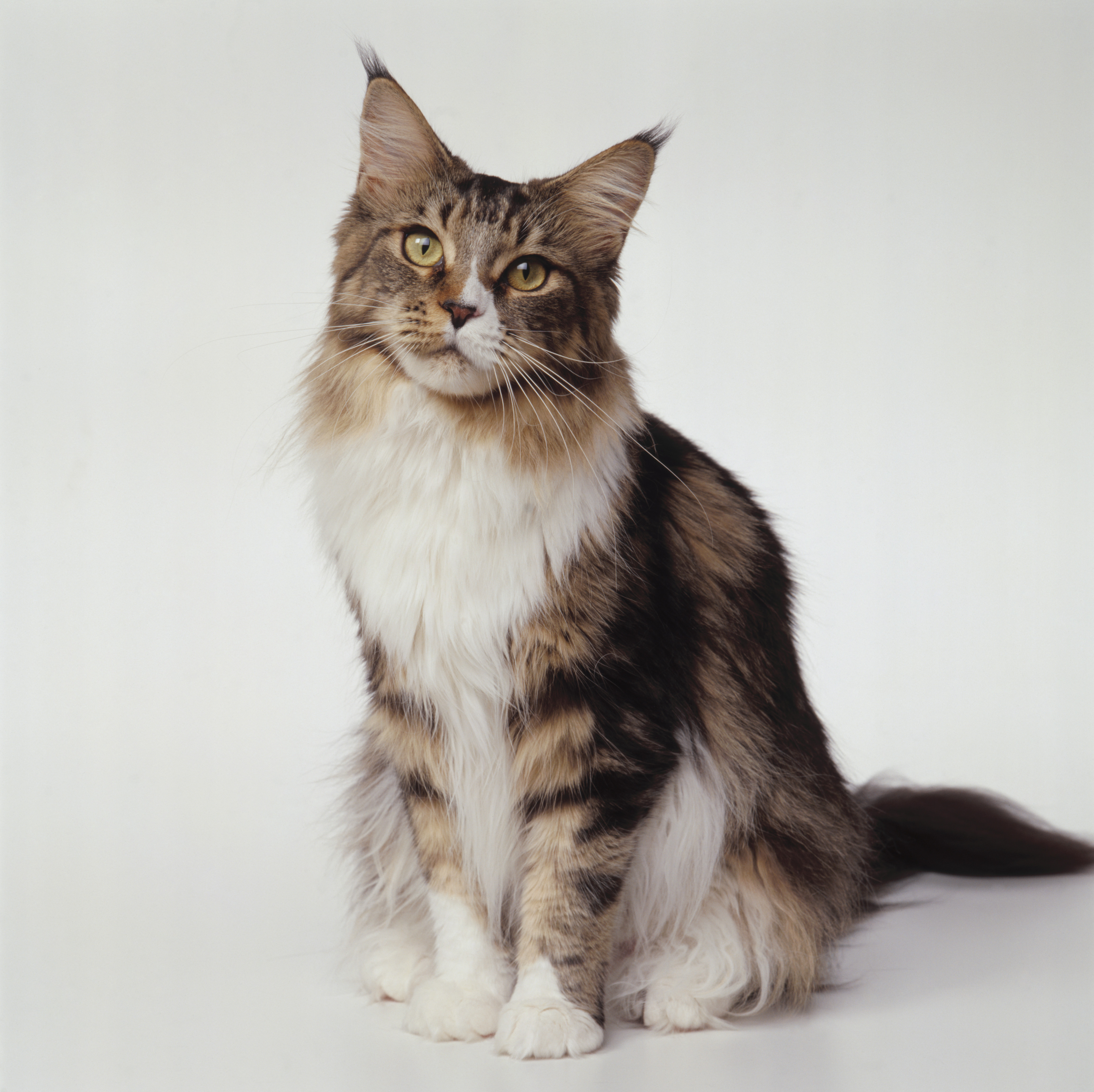 San Francisco’s Cutest Maine Coon Kittens Await You