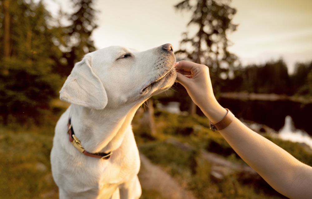 Vet Home Certs for Affordable Pet Travel Certificates
