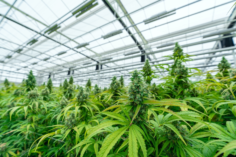 Weed Club Valencia – Join Weed Club Valencia | Clubs Cannabis Madrid