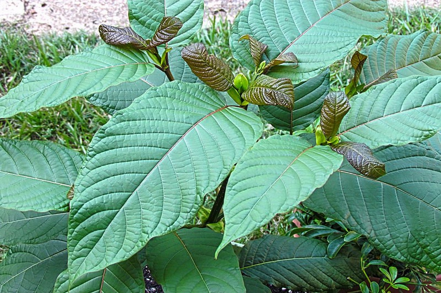 Kratom Chiang Mai: Your Local Guide to Quality Strains