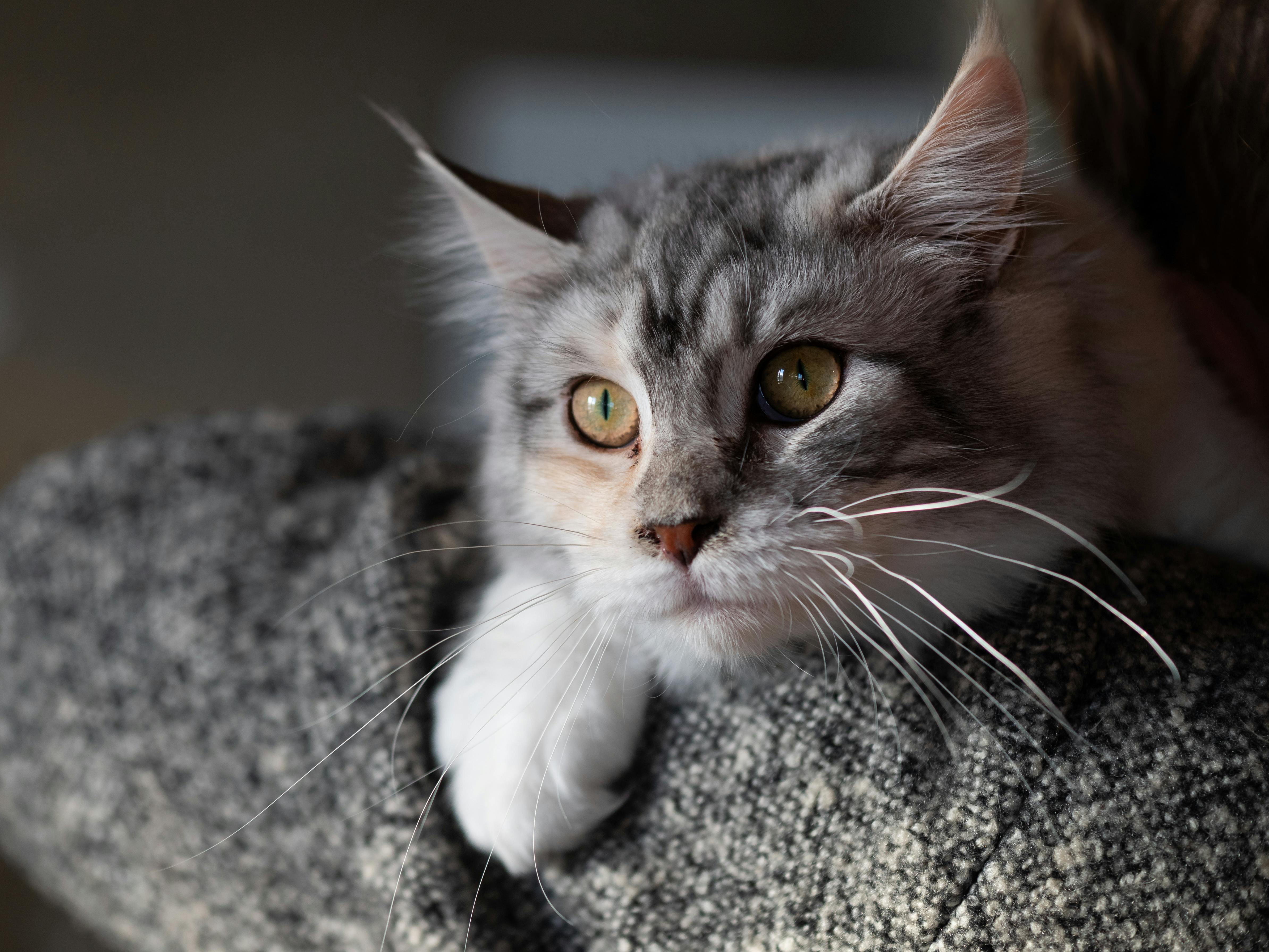 Maine Coon Kittens for Sale California – Trusted Home-Based Cattery