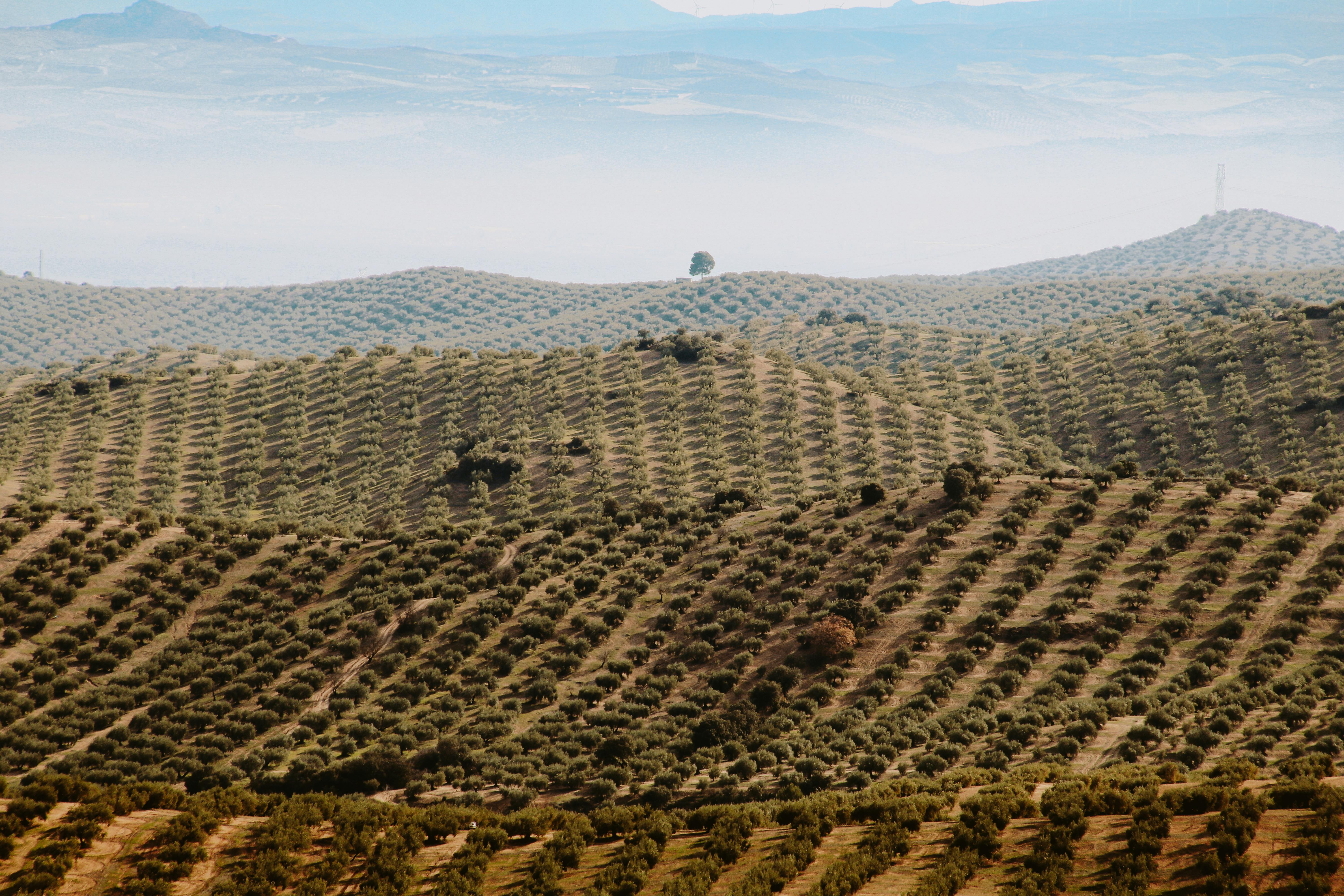 Winery Sacramento: What Sets Clarksburg Wines Apart