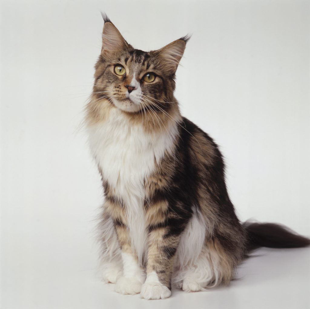 Maine Coon Cat