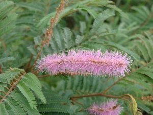 Mimosa_verrucosa