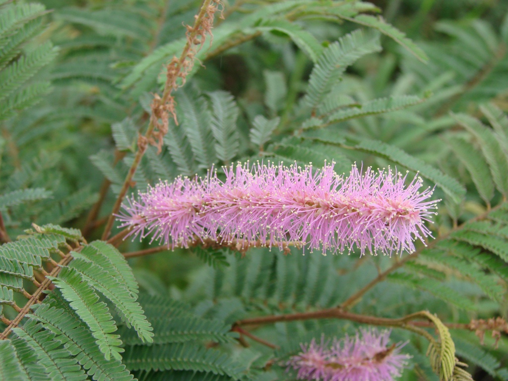 Mimosa_verrucosa