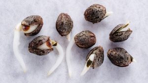 How-to-properly-germinate-cannabis-seeds-scaled